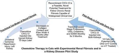 Chemokine Therapy in Cats With Experimental Renal Fibrosis and in a Kidney Disease Pilot Study